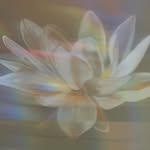 urbanyogafw profile picture