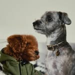 usthedog profile picture