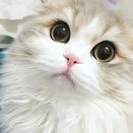 utamaruru profile picture