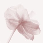 uuncik_mn profile picture