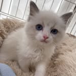 uyu_ragdoll profile picture