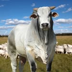 valdimar9685 profile picture