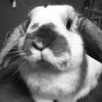 vampkaqe profile picture