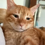 varshagopall profile picture