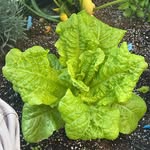veggie__california profile picture