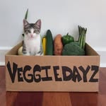 veggiedayz profile picture