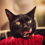 veneto.il.gatto profile picture