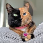venustwofacecat