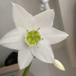 verahcsenyi profile picture