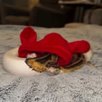 vero_offical_ profile picture