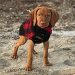 vestryvizsla profile picture