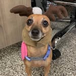 vetcora profile picture