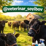 veterinar_soyibov profile picture