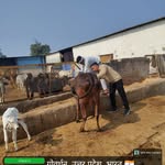 vet_prashantattrig profile picture