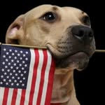 vetstovets profile picture