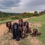 vetstuffandspaniels profile picture