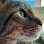 vidasanagustin profile picture