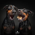 vieler.photography profile picture