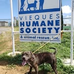 viequeshumanesocietypr profile picture