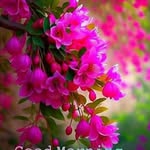 viha.n1630 profile picture
