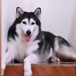 vikanizarwan profile picture