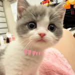 vikuuulove profile picture