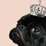 vinhasdoprincipe profile picture