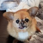 vintagepaws profile picture