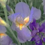 vio.violet profile picture