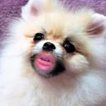 violeta.dai profile picture