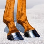 violetsscrush profile picture