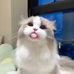 virall.cats profile picture