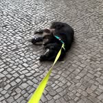 virka_blue profile picture