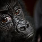 virungagorillas profile picture