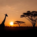 visitors_in_africa_beware profile picture