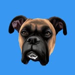 vito.the.boxer profile picture