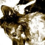 vitomichelelanzolla profile picture