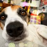vitoria_reginadog profile picture