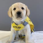 vitothedodopup profile picture