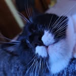 vladcioranu profile picture