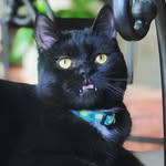 vladimirvampurr profile picture