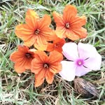 vn.vasava.969 profile picture