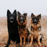 von.willow.german.shepherds profile picture