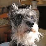 vontaube profile picture