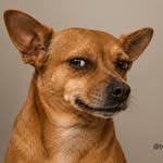 vozessurreais profile picture