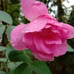 vvasavashankar profile picture