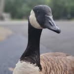 waddles_the_goose profile picture
