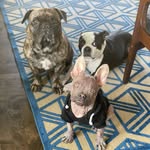 waffles_eggs_and_lou profile picture