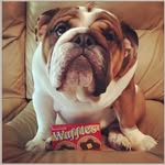 waffles_n_his_nakids profile picture