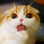 waffles_the_cat profile picture